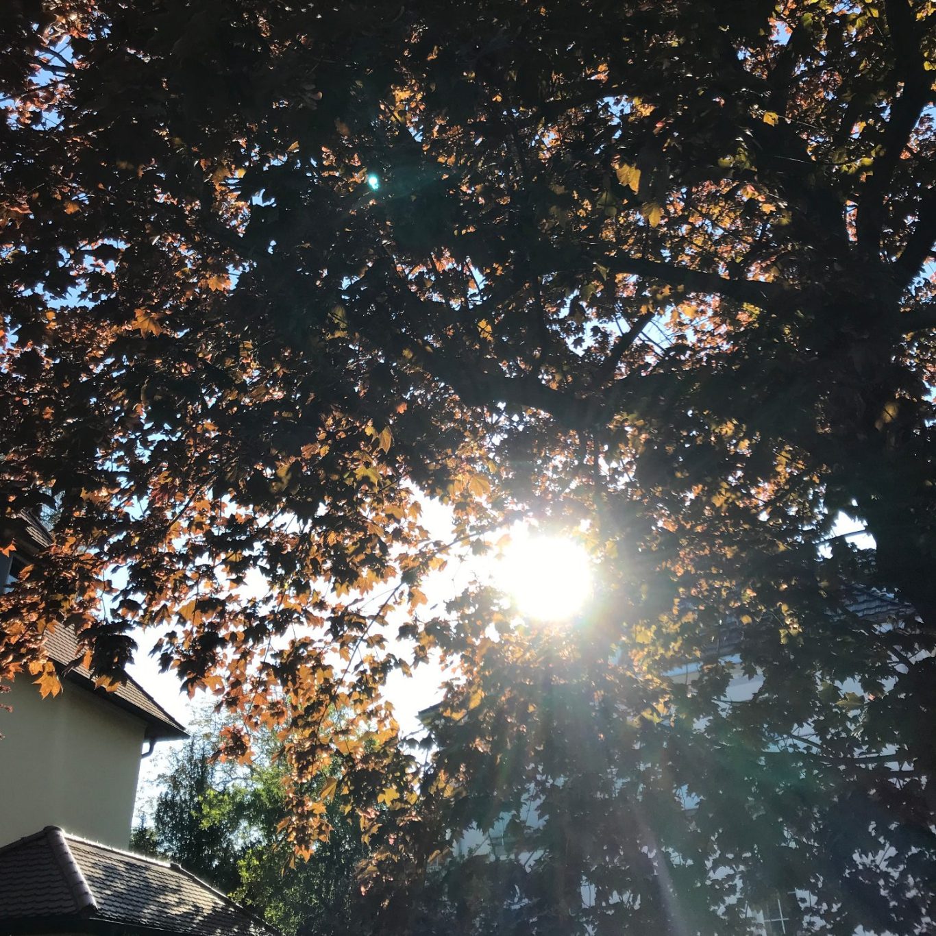 Sonne scheint durch die bunten Blätter eines Baumes, mit einem Haus im Hintergrund.