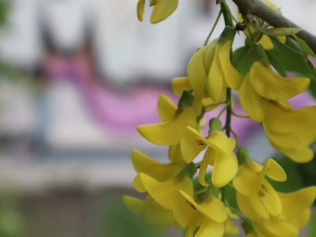Blüte mit leuchtend gelben Blumen, im Hintergrund unscharfe pinke Formen.