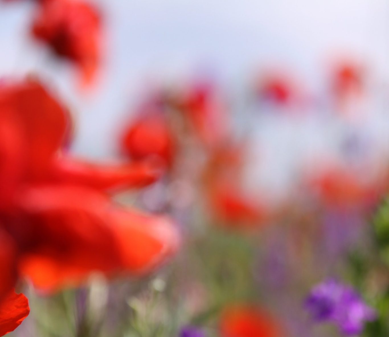 Rote Mohnblumen im Vordergrund, verschwommen mit lila Blumen im Hintergrund.