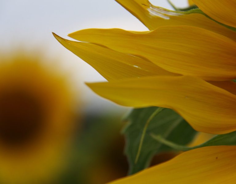 Nahaufnahme einer Sonnenblume mit leuchtend gelben Blütenblättern im Hintergrund.