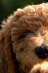 Brauner, lockiger Hund mit neugierigem Blick.