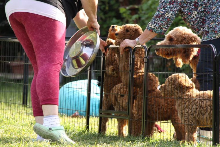 Person mit einer Schüssel Futter, umgeben von mehreren aufgeregten, schönen Hunden.
