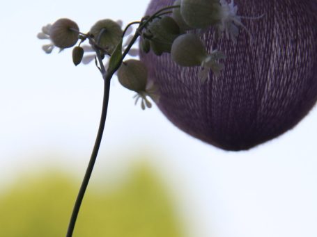 Lila Kugel hängt an einem zarten Stängel mit kleinen Blüten im Hintergrund.