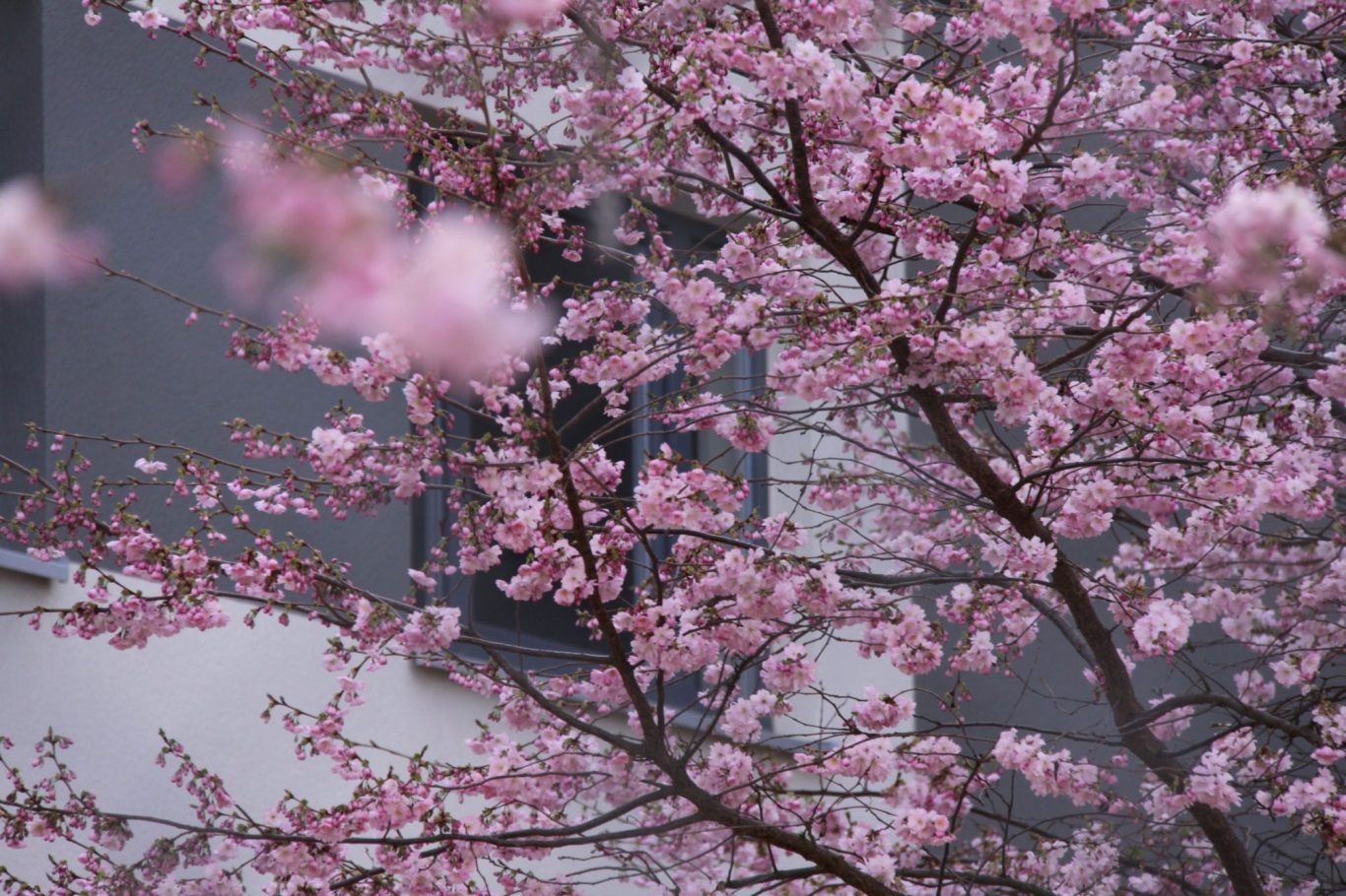 Gelbe Blumen mit verschwommenem Hintergrund in lila und grau.